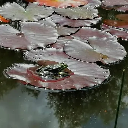 Gierszowka Smak&relaks Alloggio per agriturismo Gietrzwałd